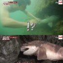 팔도미가
