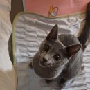 봄나래동물병원 | 🐾청주동물병원 추천! 고양이 성장판 골절 수술 후기 &#39;청주나래동물의료센터&#39;