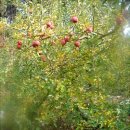 솔밭농원 이미지