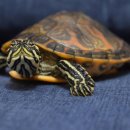 아우름 동물병원 이미지