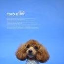 코코 펫 미용 이미지