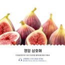 영암 삼호애 기찬충이망으로 키운 블랙라벨 무화과, 명품무화과 입소문!