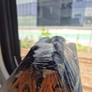 어른이 되고 싶은 꼬마김밥 이미지