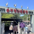 가평솥뚜껑닭볶음탕춘천점 | 가평 유명산 맛집 솥뚜껑닭볶음탕 가평본점 아이랑 방문 후기