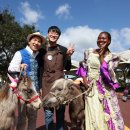 제주의 제주마 이미지