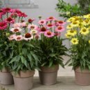 농업회사법인 정원 이미지