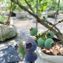 룰루베리팜 이미지