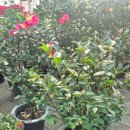 동백꽃백화점 이미지