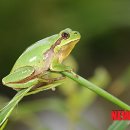 청개구리 이미지