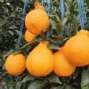 삼진농장 이미지