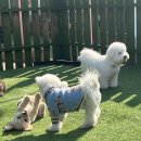 일산애견스쿨 이미지