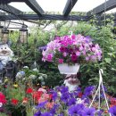 타샤의정원 이미지