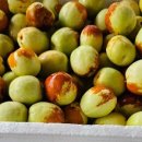 로뎀 농장 이미지