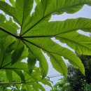 솜반천로 이미지