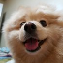 하몽