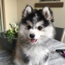 발편한동물병원 이미지