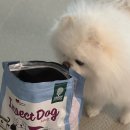 미니도그 이미지