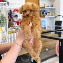 봉쥬르멍멍 이미지