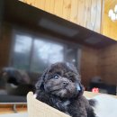 타이니켄넬 이미지