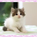 도레미캣 고양이분양 남양주 다산점 이미지