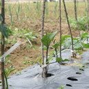 문숙농장 이미지