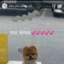 올라펫살롱 이미지