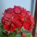 아리위드 이미지