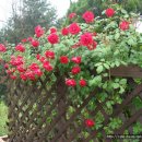 넝쿨장미집 이미지