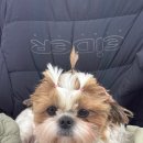 동탄에이스애견미용학원