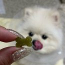 금빛동물병원 이미지