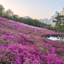 경기폴리텍고등학교 | 2026 군포 철쭉축제, 산본 철쭉동산, 일정, 개화 실시간 직접 다녀온 후기