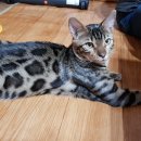 실버캐슬 캐터리 이미지