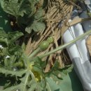 삼남매농장 이미지