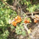 만두나무 이미지