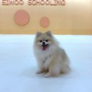 시우스쿨링 대화 이미지