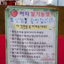 승준농장 | 남양주 아띠딸기농장 딸기체험 당일치기 나들이 강추