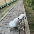 애견호텔 나무야 이미지