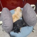 기장i동물의료센터 | 기장 일광에 동물병원 방문. 강아지 또 초콜릿 먹어서 구토시킴. 기장 i동물의료센터