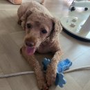 보듬 반려견미용실 이미지