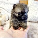 아이러브독 강아지 부천점 이미지