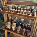 가학농장 이미지