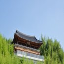 완도수목원 가로수길 이미지