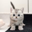 미유펫 강아지분양 고양이분양 김포점 | 김포고양이분양 미유펫에서 만난 냥이