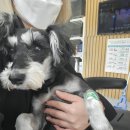 위드 치과기공소 | 일지1] 검진부터 발치까지 | 대구 상인동 위드동물병원, 강아지 치과 진료, 강아지 스케일링, 강아지 발치