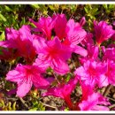 보령-미산-1 이미지