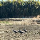 동복센터-비상4 | 일본 가고시마 자연여행 이즈미 두루미 관찰센터(Izumi Crane Bird Watching Centere) 완벽 가이드