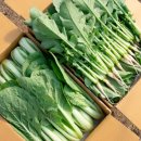 두암농장 | 6시내고향 포천 열무 농장 어디? 당일수확 산지직송 주문 방법 정리