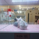 더 도그맘 이미지