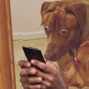 화개유시 이미지