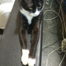 와룡 다이어트 복싱 이미지